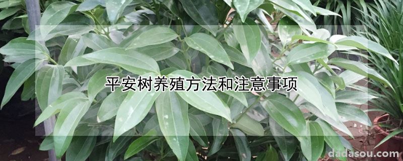 平安树养殖方法和注意事项