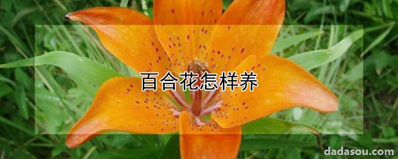 百合花怎样养