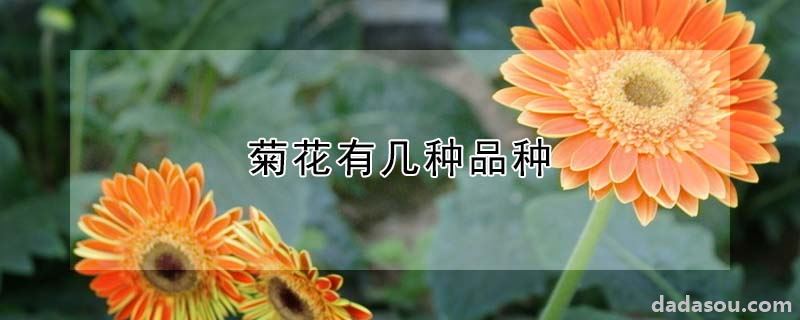 菊花有几种品种