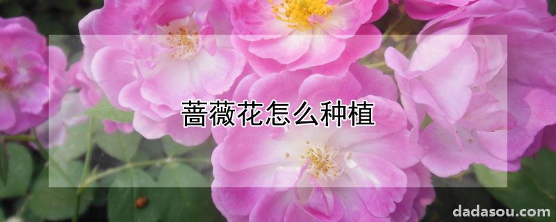 蔷薇花怎么种植