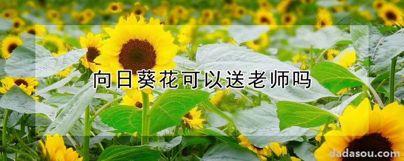 向日葵花可以送老师吗