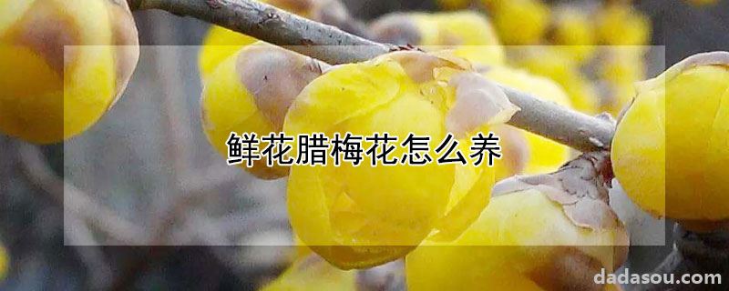 鲜花腊梅花怎么养