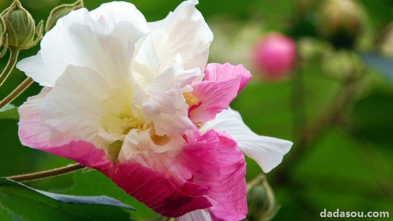 盆栽芙蓉花怎样繁殖