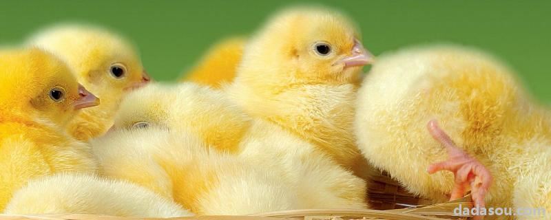 雏鸡怎么分辨公母，雏鸡一天喂多少次