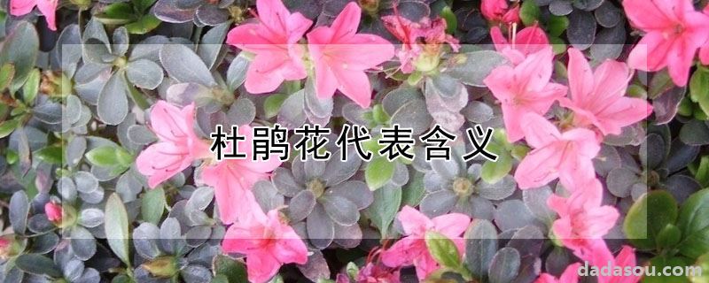 杜鹃花代表含义