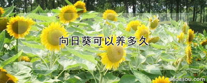 向日葵可以养多久