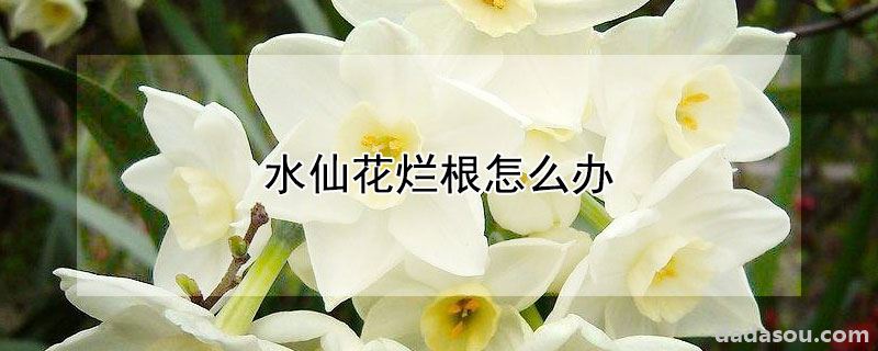 水仙花烂根怎么办