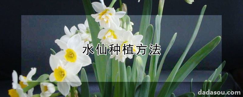 水仙种植方法