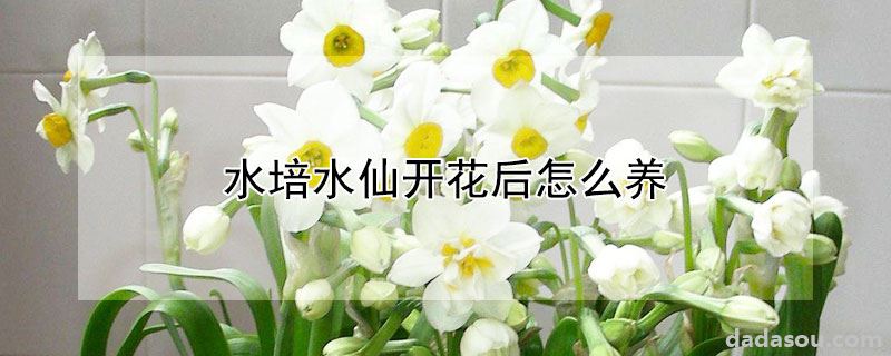 水培水仙开花后怎么养