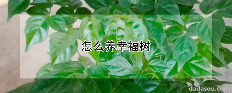 怎么养幸福树