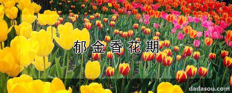 郁金香花期