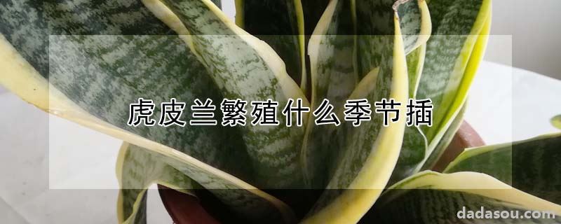 虎皮兰繁殖什么季节插