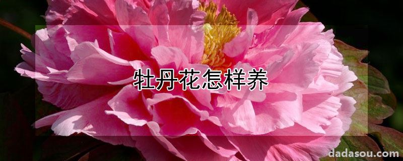 牡丹花怎样养