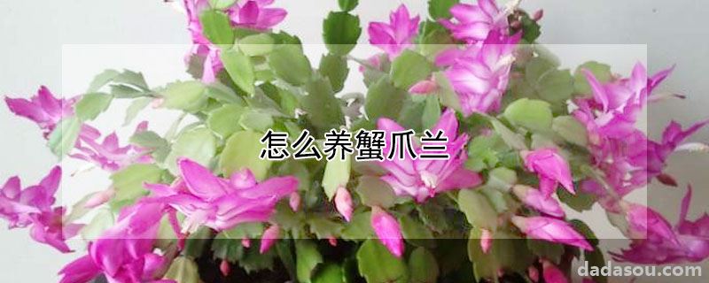 怎么养蟹爪兰