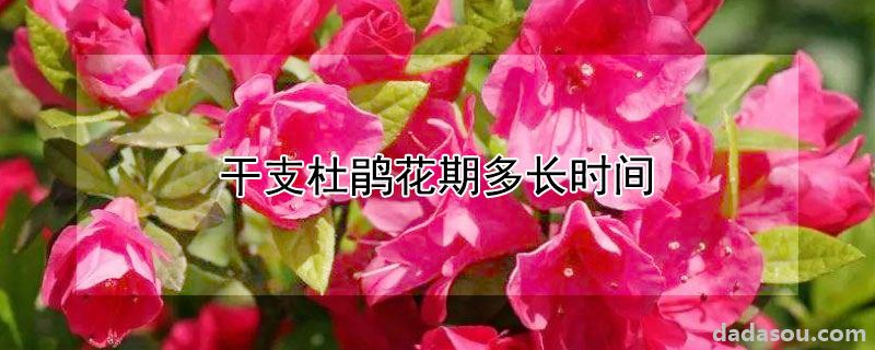 干支杜鹃花期多长时间