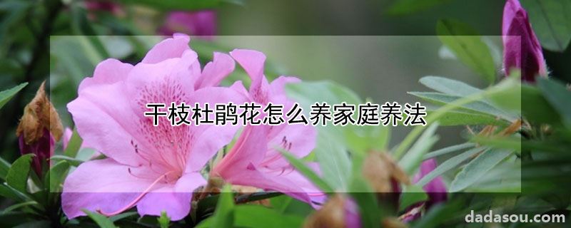 干枝杜鹃花怎么养家庭养法