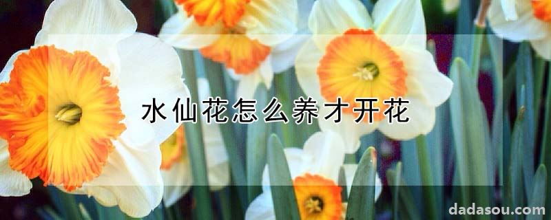 水仙花怎么养才开花