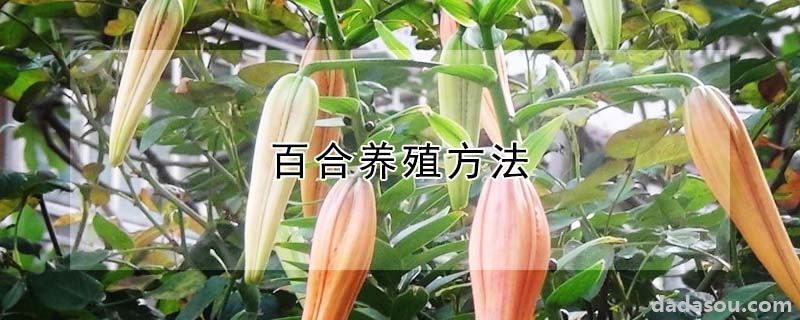 百合养殖方法