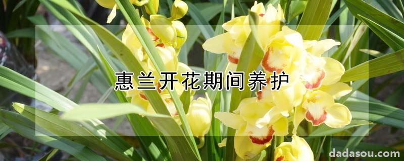 惠兰开花期间养护