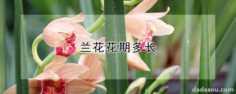 兰花花期多长