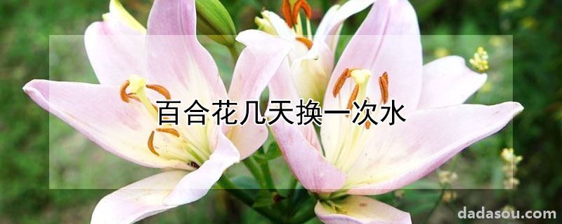 百合花几天换一次水