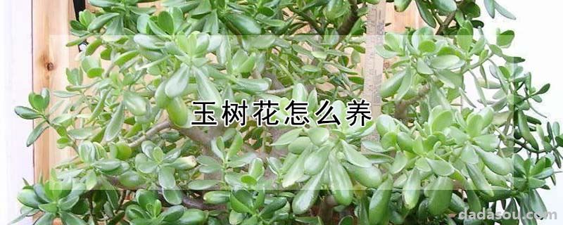 玉树花怎么养