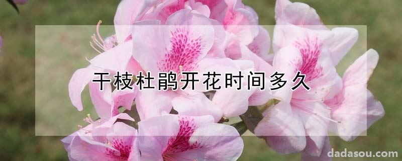 干枝杜鹃开花时间多久