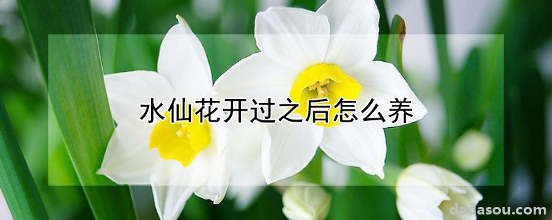 水仙花开过之后怎么养