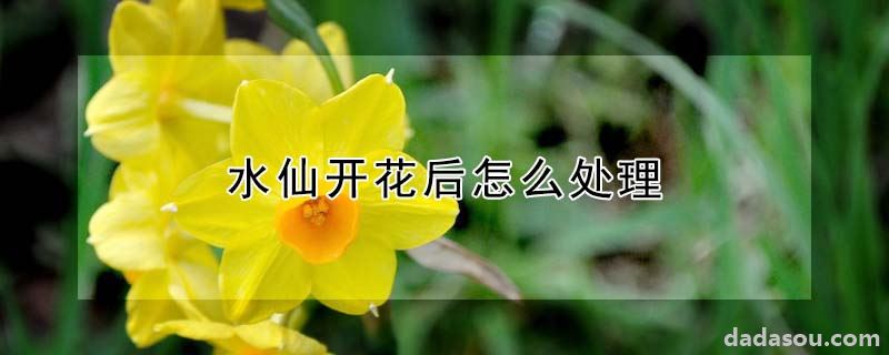 水仙开花后怎么处理