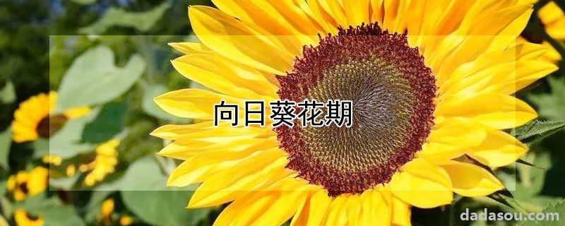 向日葵花期