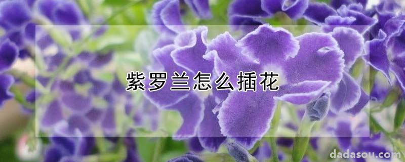 紫罗兰怎么插花