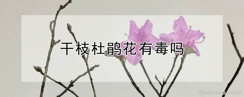 干枝杜鹃花有毒吗