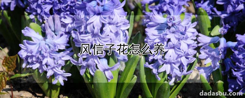 风信子花怎么养