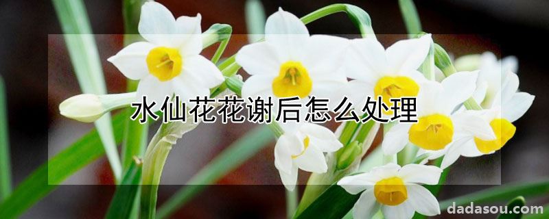 水仙花花谢后怎么处理