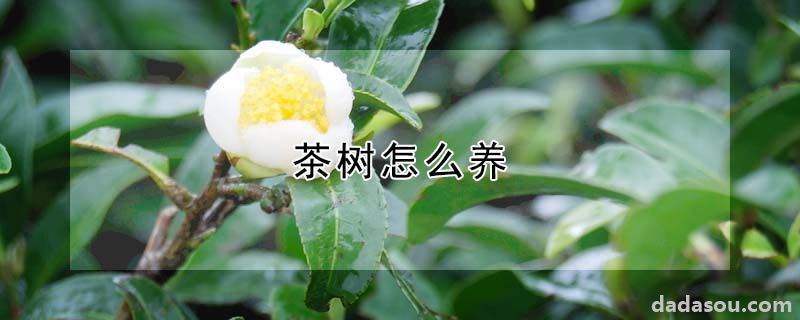 茶树怎么养