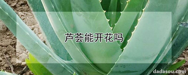 芦荟能开花吗