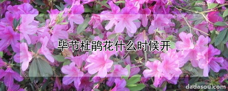 毕节杜鹃花什么时候开