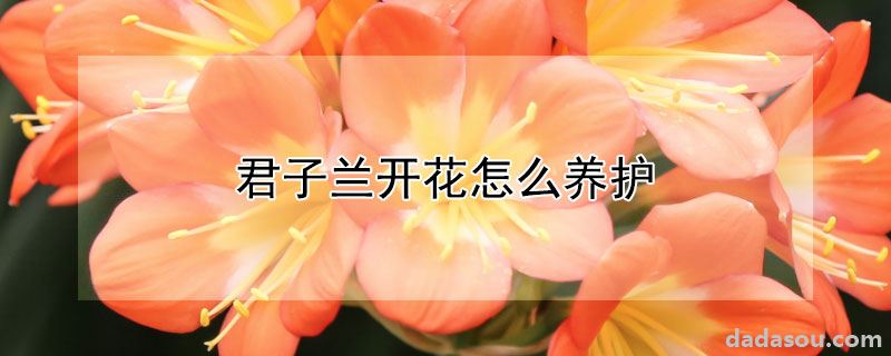 君子兰开花怎么养护