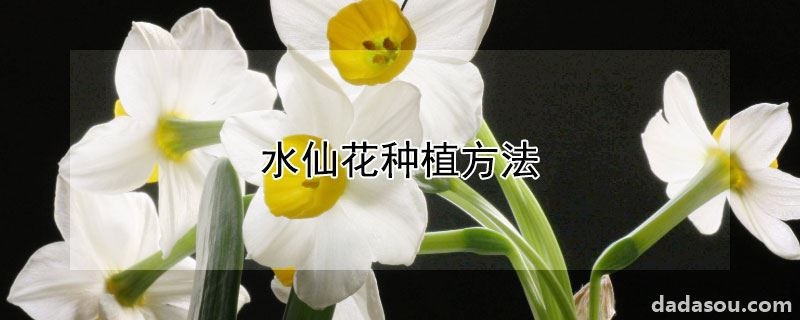 水仙花种植方法