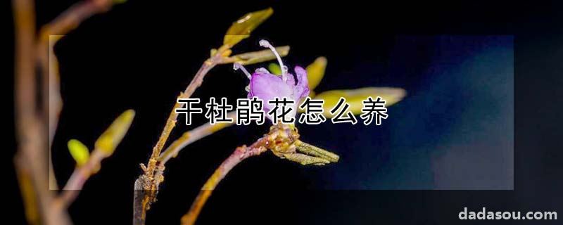 干杜鹃花怎么养