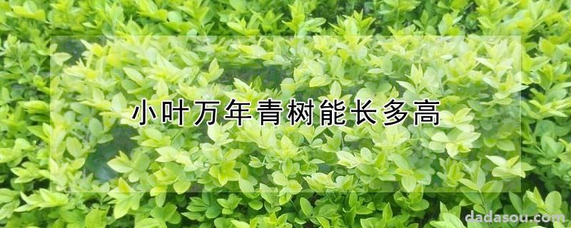 小叶万年青树能长多高