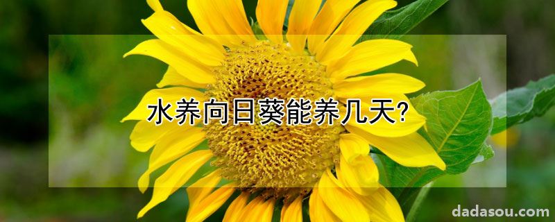 水养向日葵能养几天?