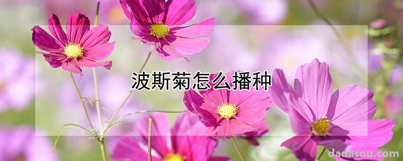 波斯菊怎么播种