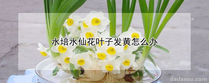 水培水仙花叶子发黄怎么办