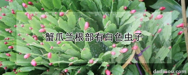 蟹爪兰根部有白色虫子