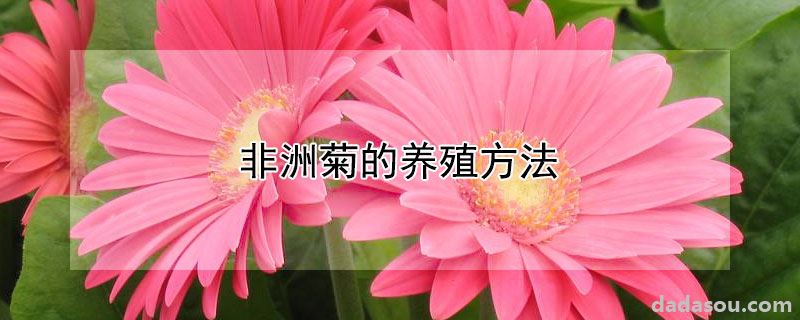 非洲菊的养殖方法