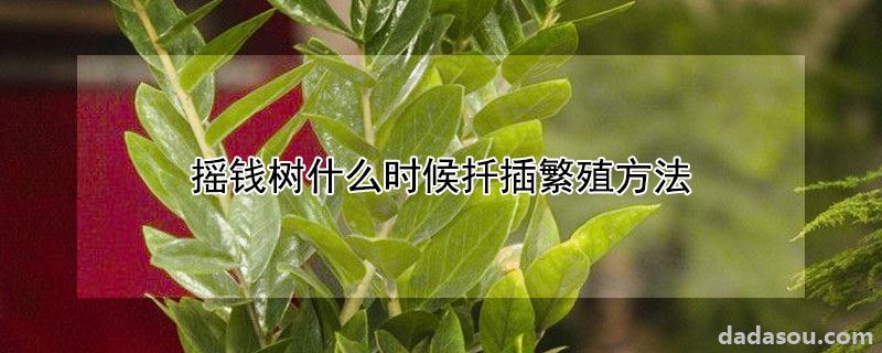 摇钱树什么时候扦插繁殖方法