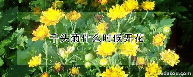 千头菊什么时候开花