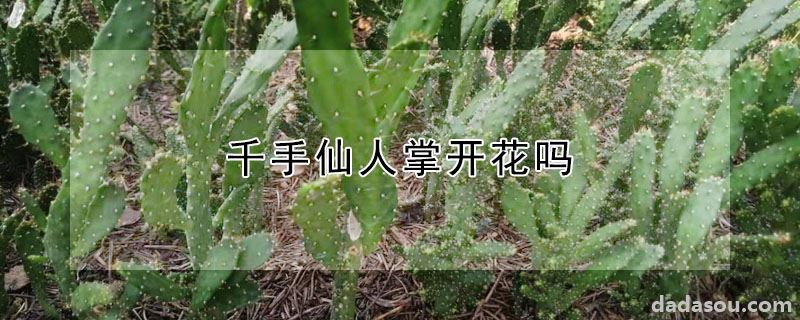 千手仙人掌开花吗