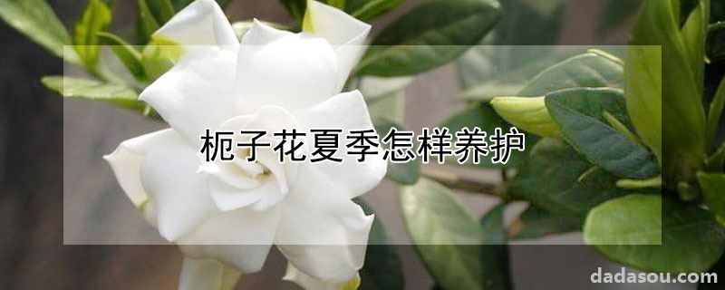 枙子花夏季怎样养护